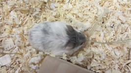 bkull