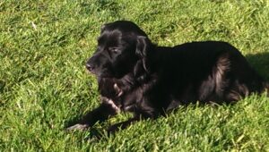 Molly