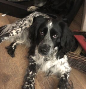 Pixel